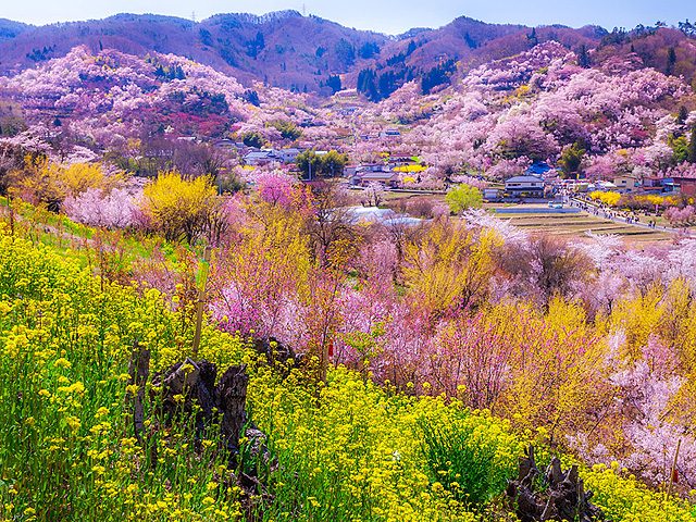 花見山