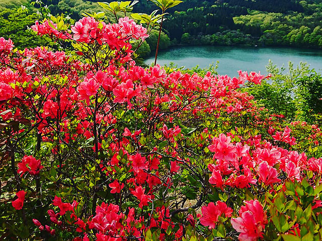 花めぐりハイキングフリー体験